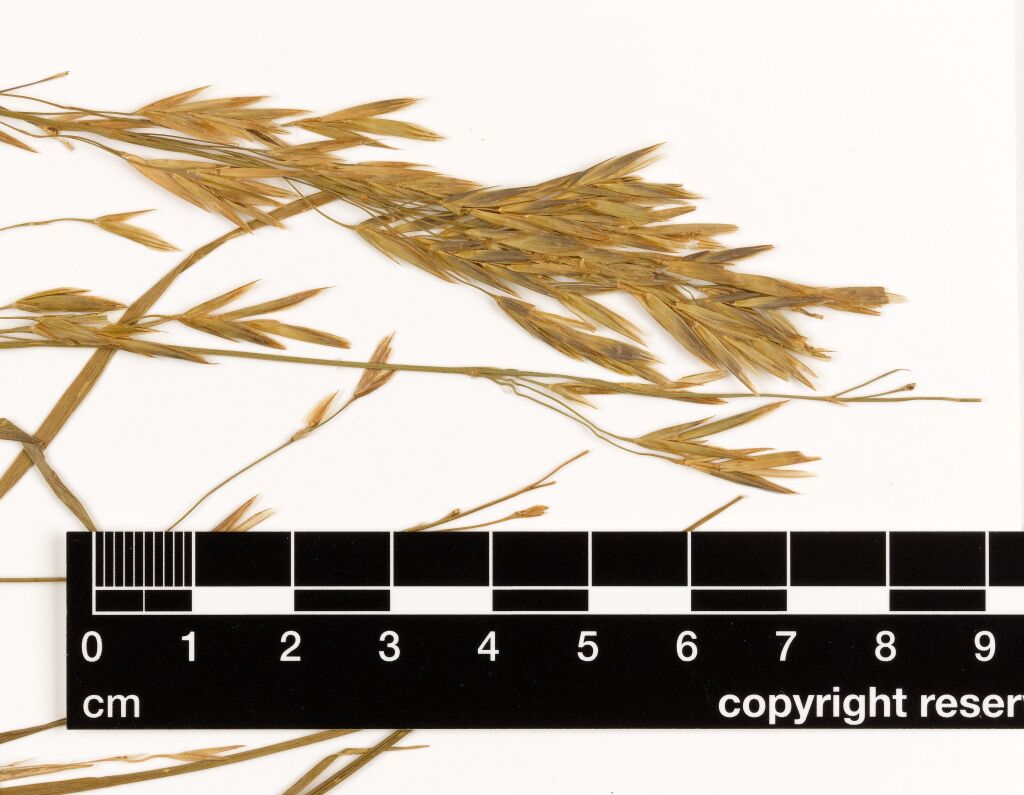 Bromus inermis (hero image)