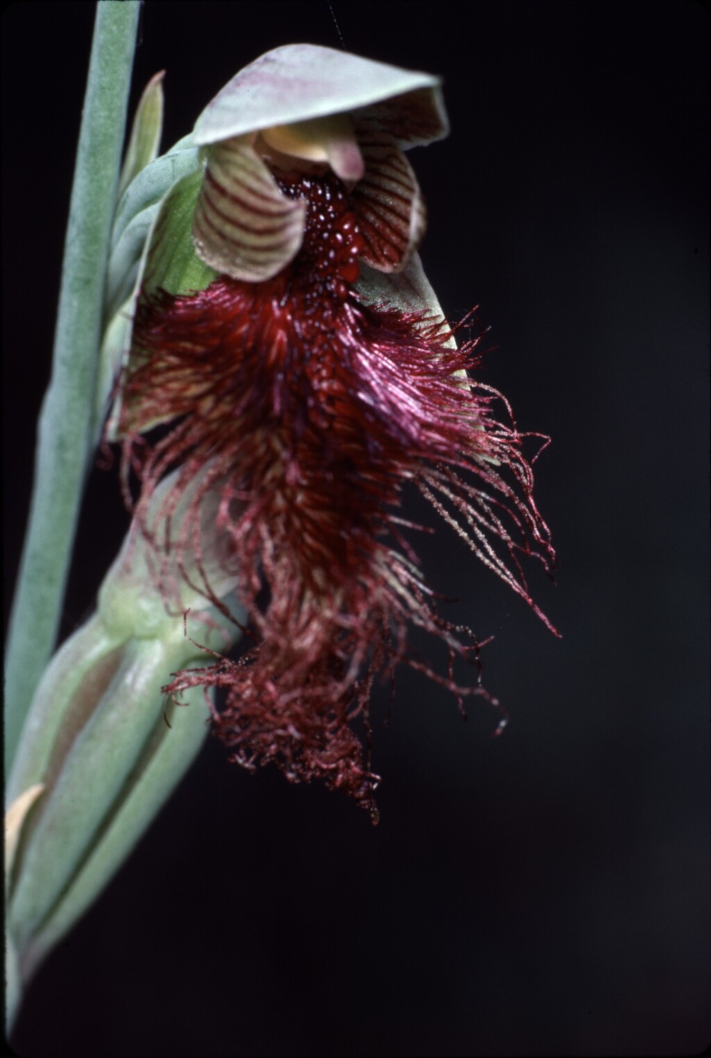 Calochilus therophilus (hero image)