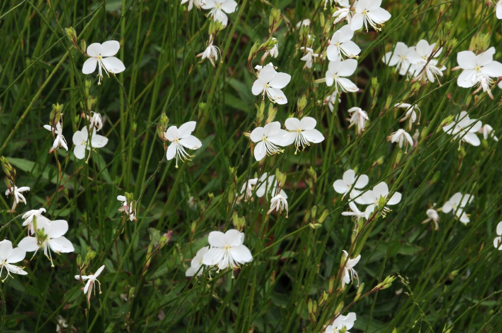 Oenothera lindheimeri (hero image)