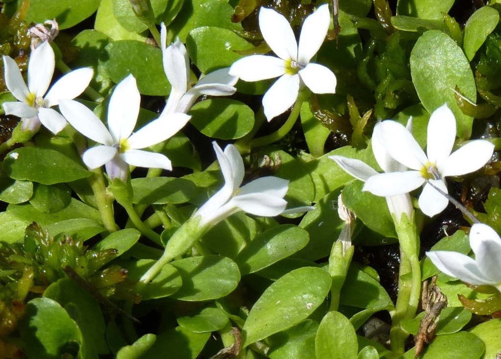 Campanulaceae (hero image)