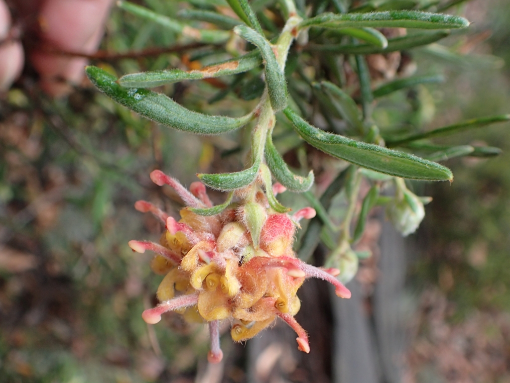 Grevillea polybractea (hero image)