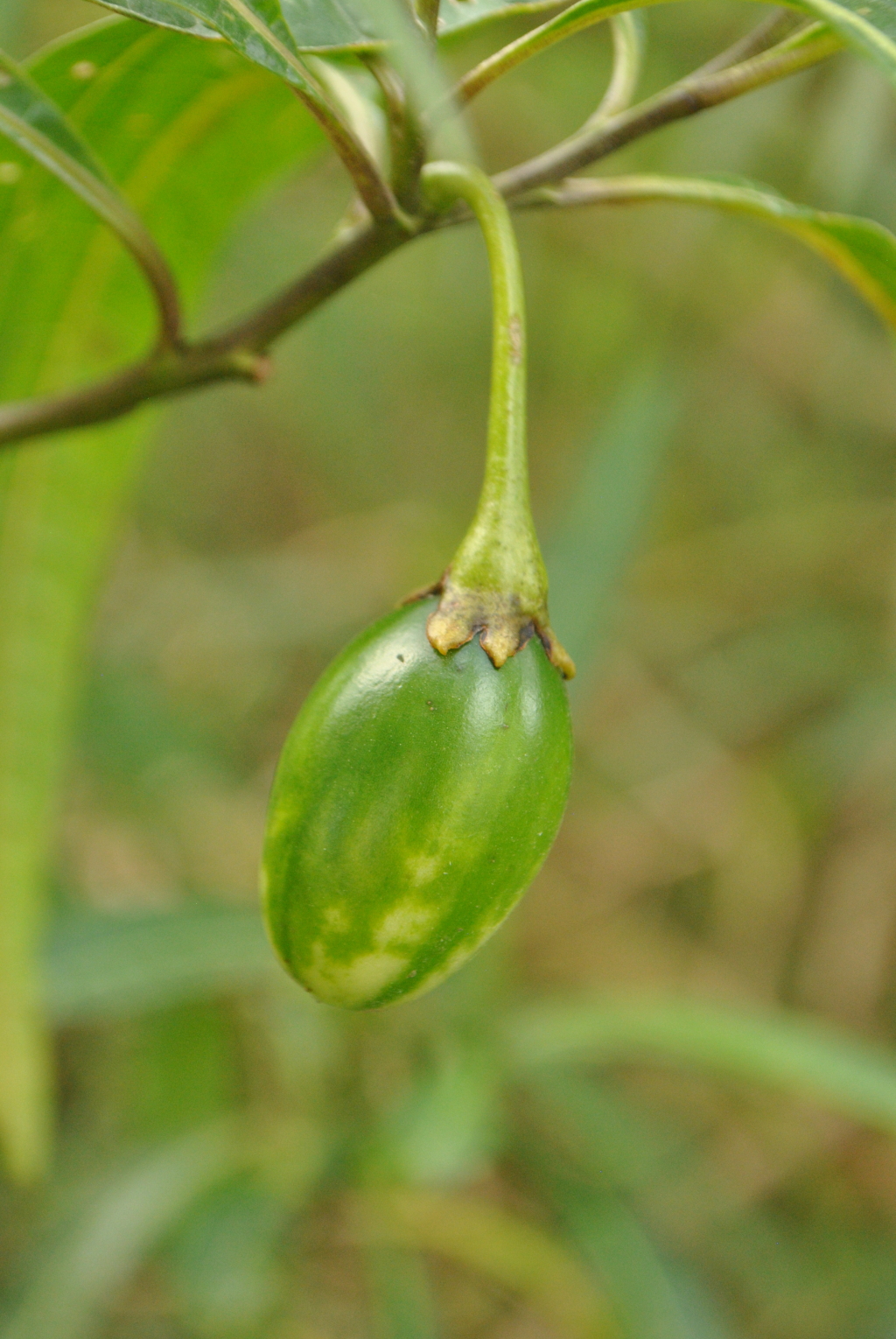 Solanum aviculare (hero image)