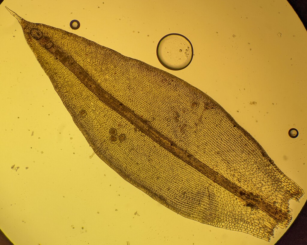 Grimmia orbicularis (hero image)