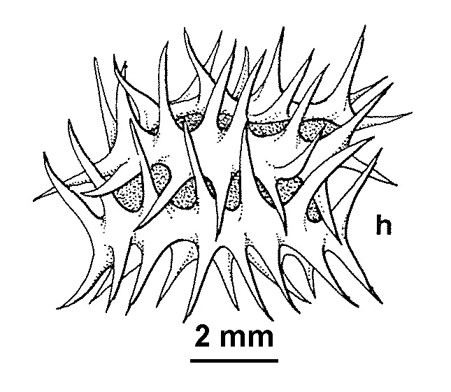 Medicago laciniata (hero image)