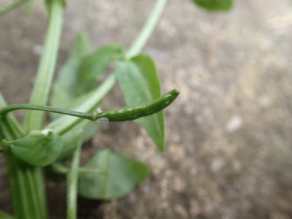 Nasturtium (hero image)