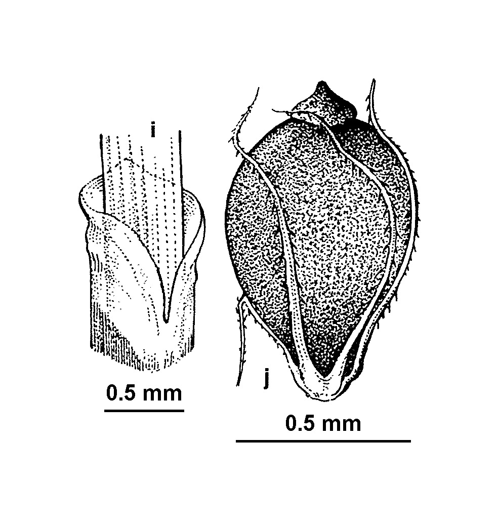 Eleocharis minuta (hero image)