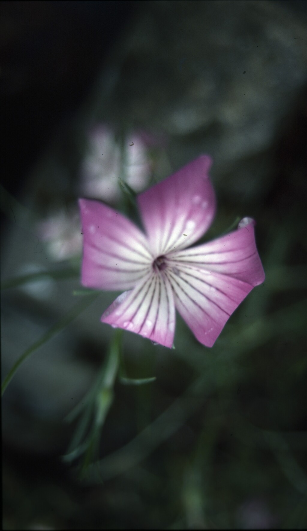 Agrostemma (hero image)
