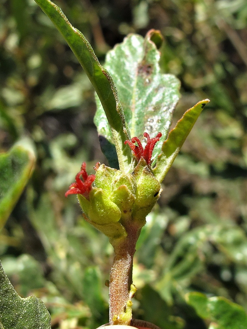 Adriana tomentosa var. hookeri (hero image)