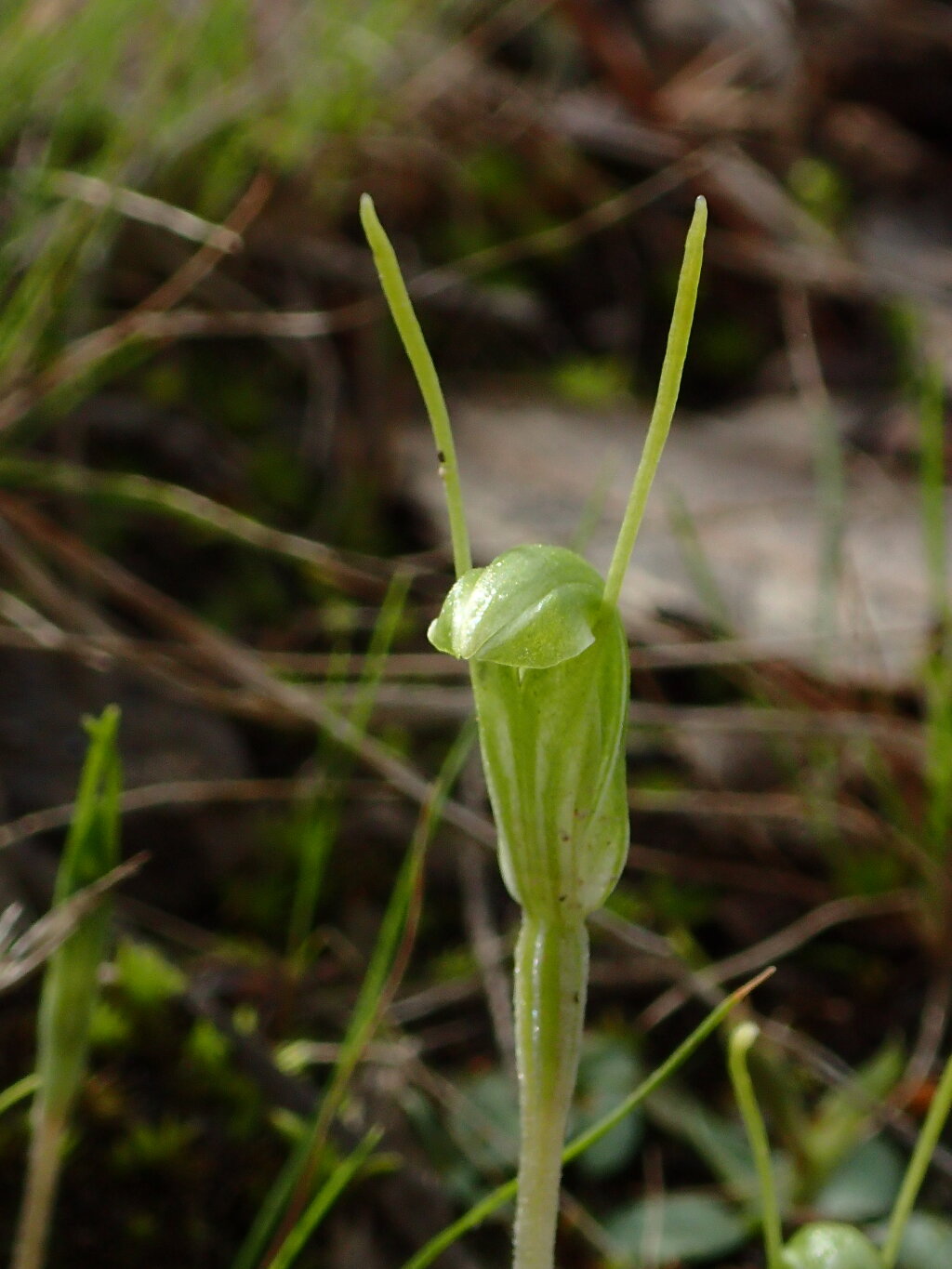 Pterostylis nana (hero image)