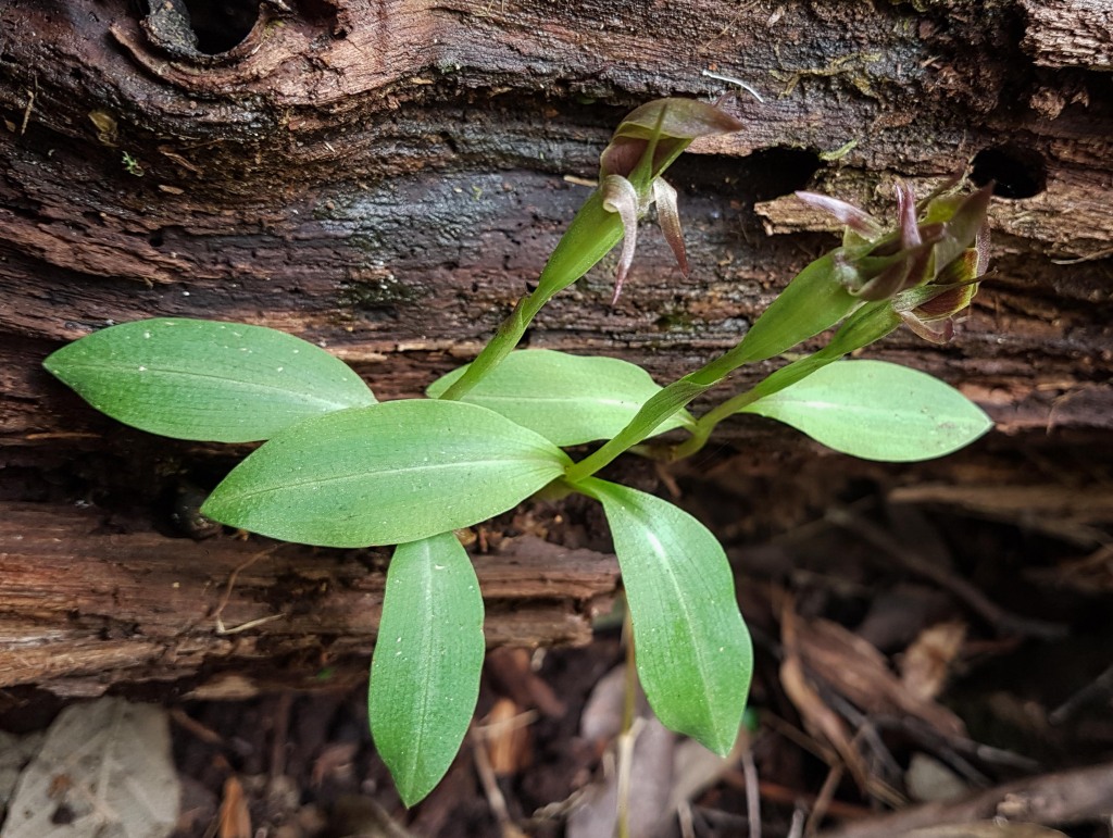 Chiloglottis jeanesii (hero image)