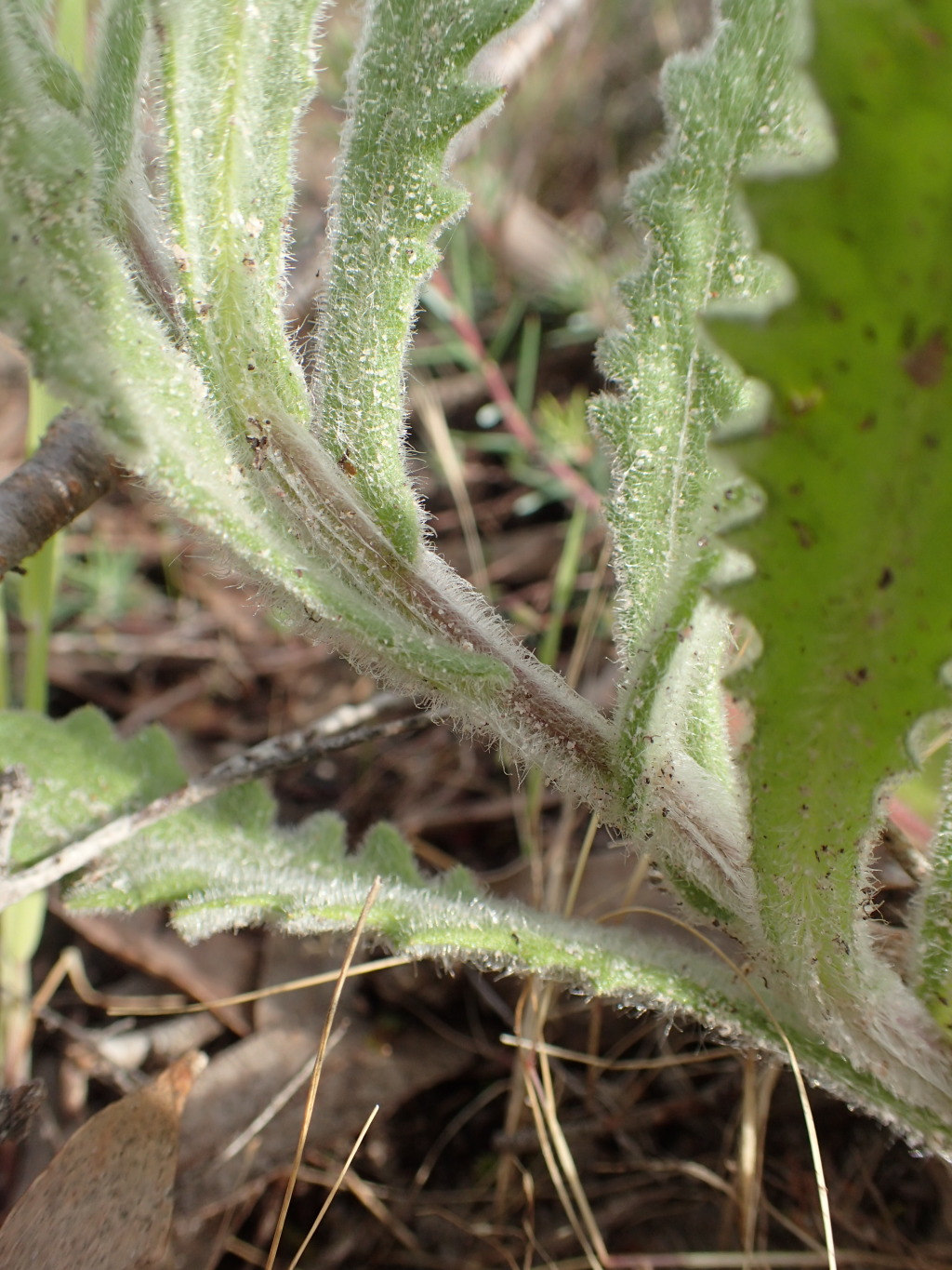 Senecio hispidissimus (hero image)