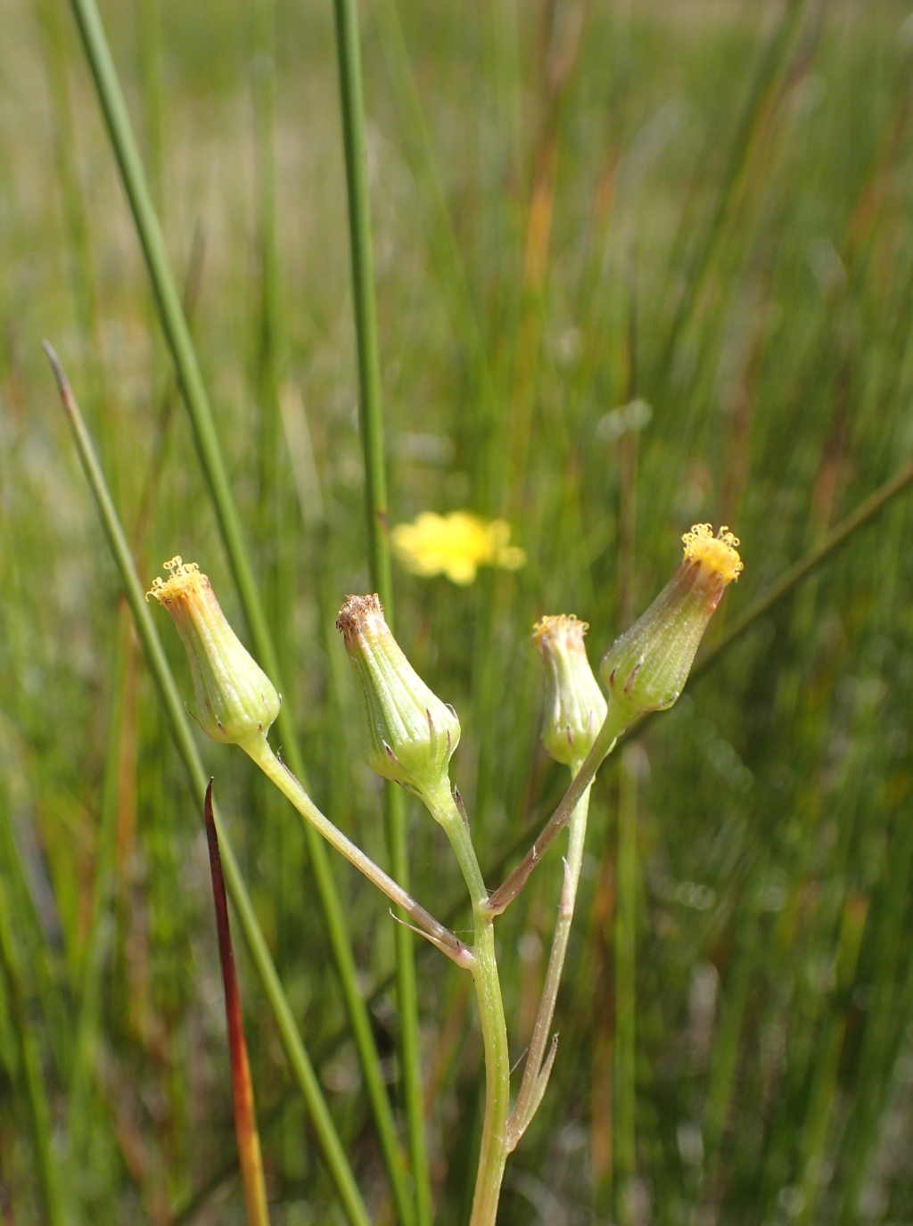 Senecio psilocarpus (hero image)