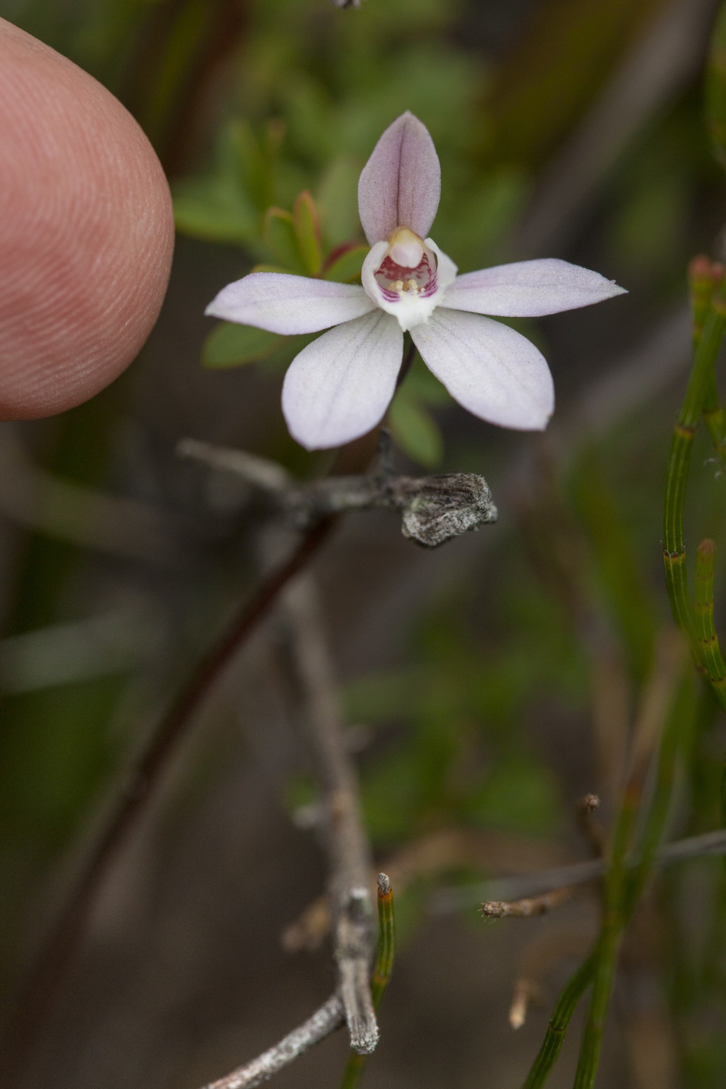 Caladenia pusilla (hero image)