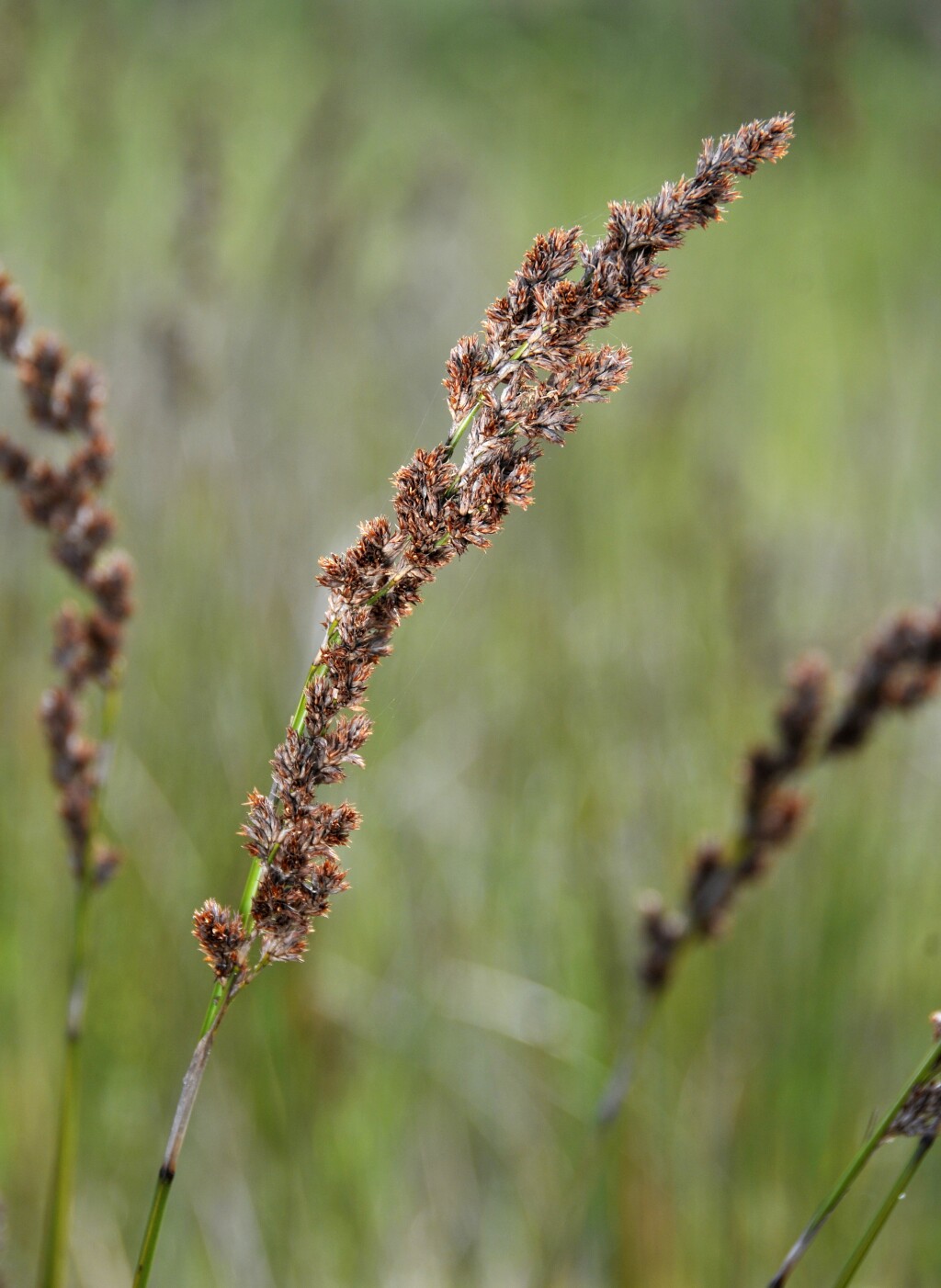 Lepidosperma longitudinale (hero image)