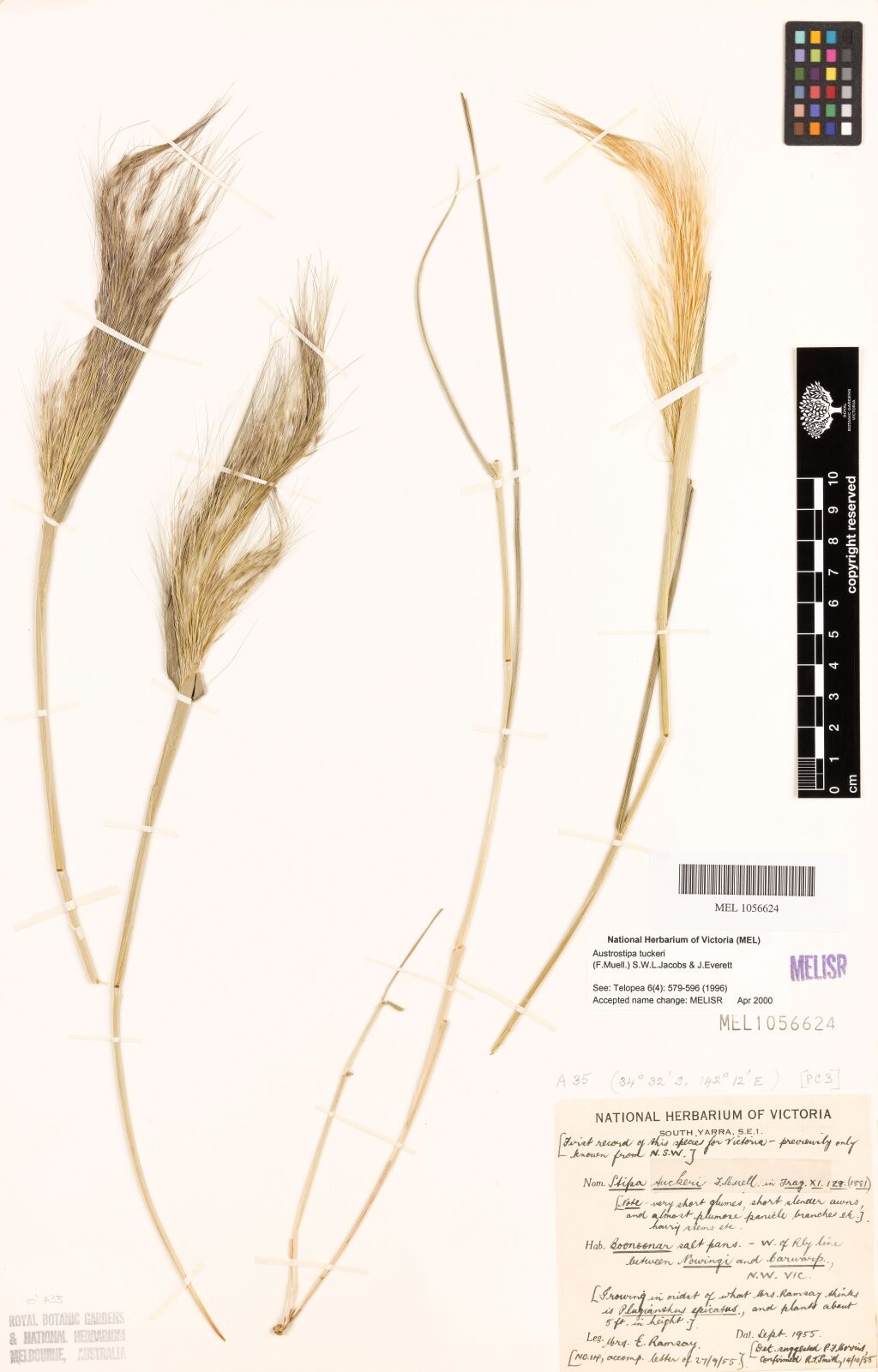 Austrostipa tuckeri (hero image)