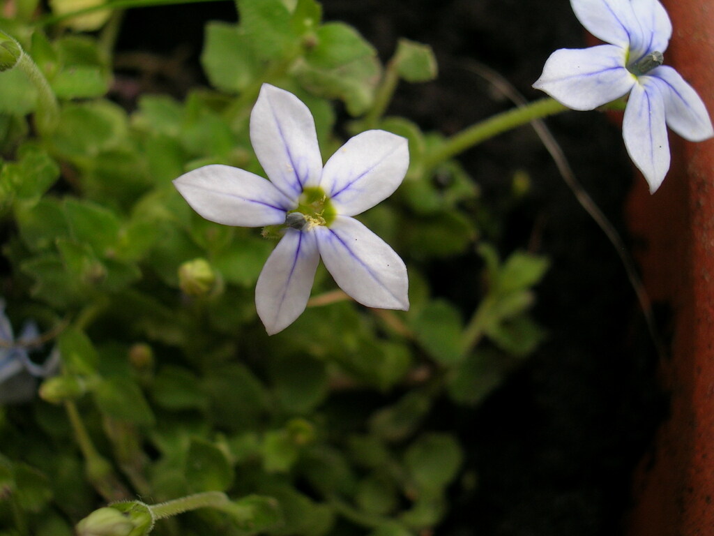 Campanulaceae (hero image)