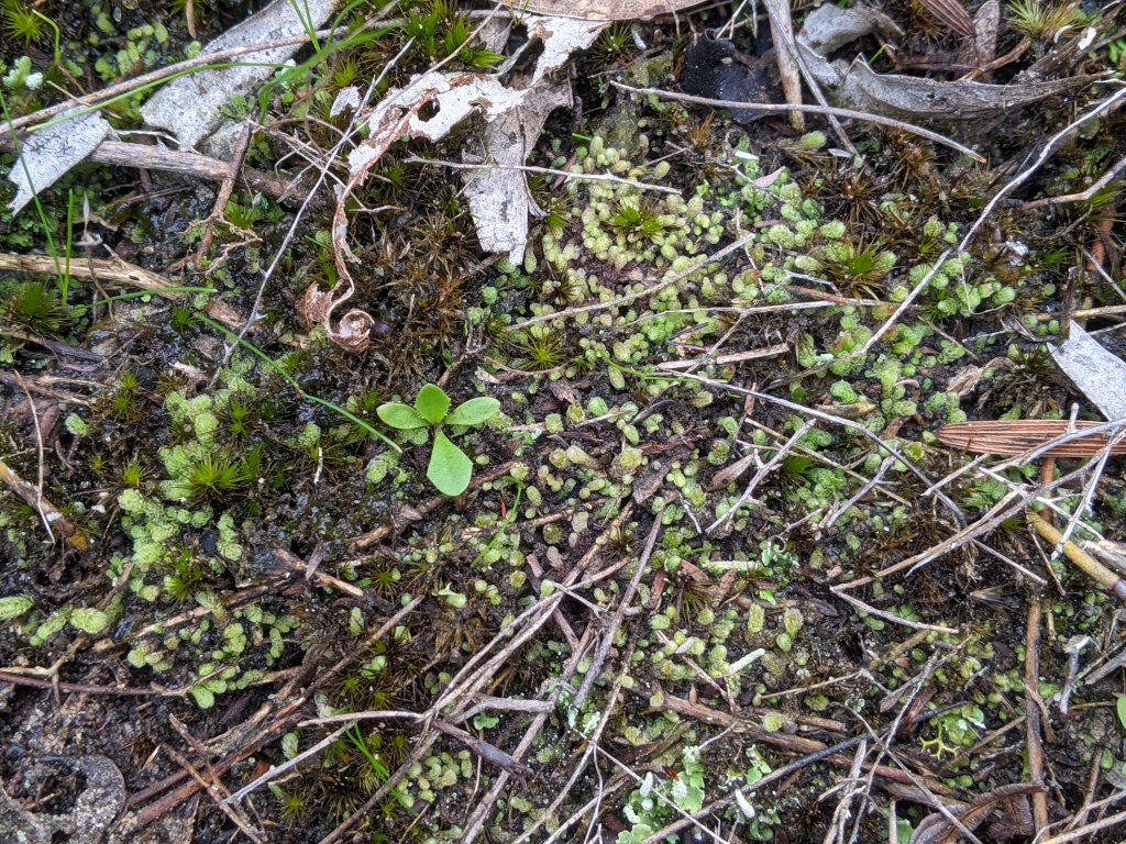 Chaetophyllopsis whiteleggei (hero image)