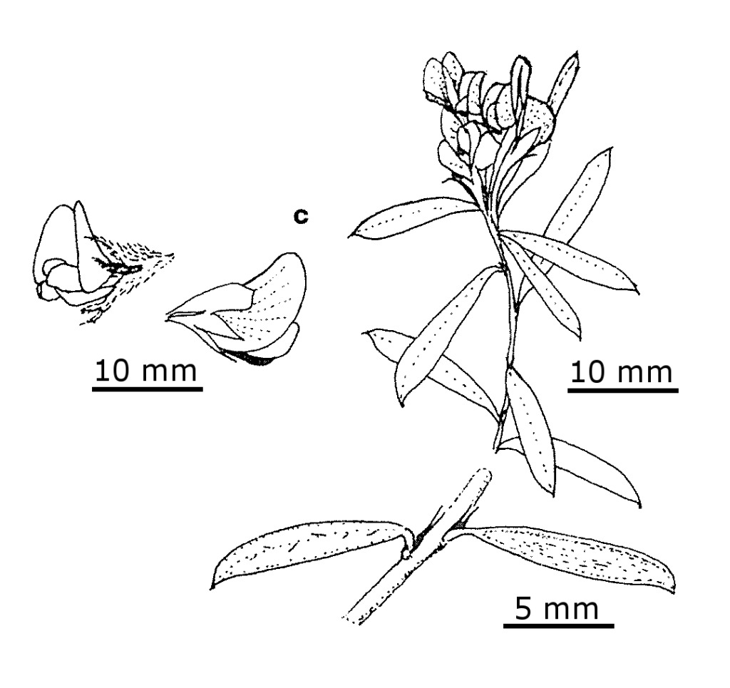 Pultenaea parrisiae (hero image)