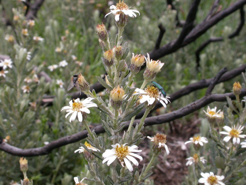 Olearia phlogopappa subsp. serrata (hero image)