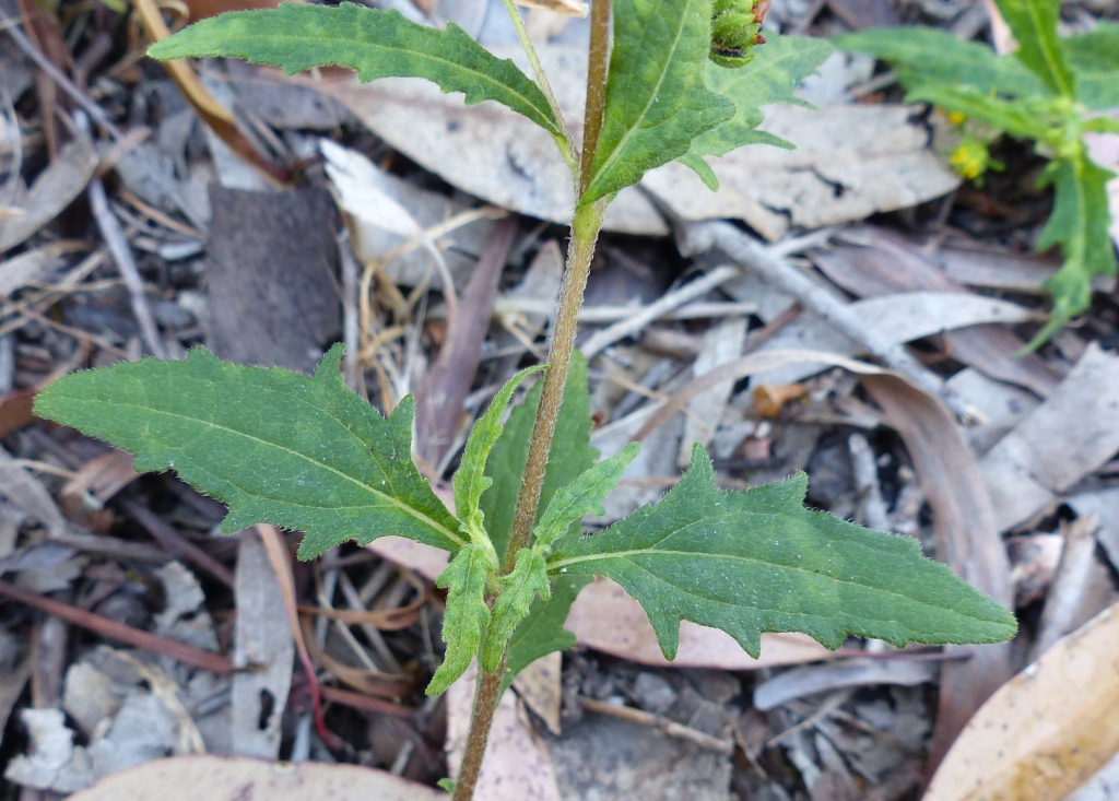 Sigesbeckia australiensis subsp. australiensis (hero image)