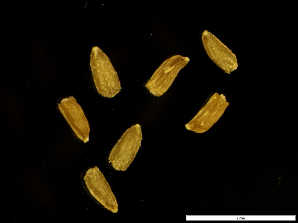 Cassinia nivalis (hero image)