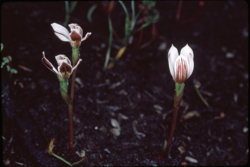 Burnettia cuneata (hero image)