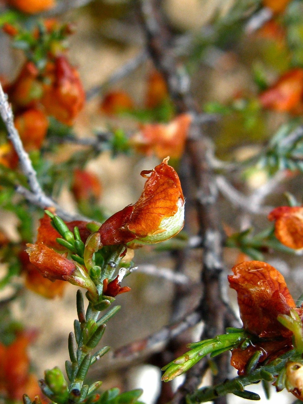 Eutaxia microphylla (hero image)