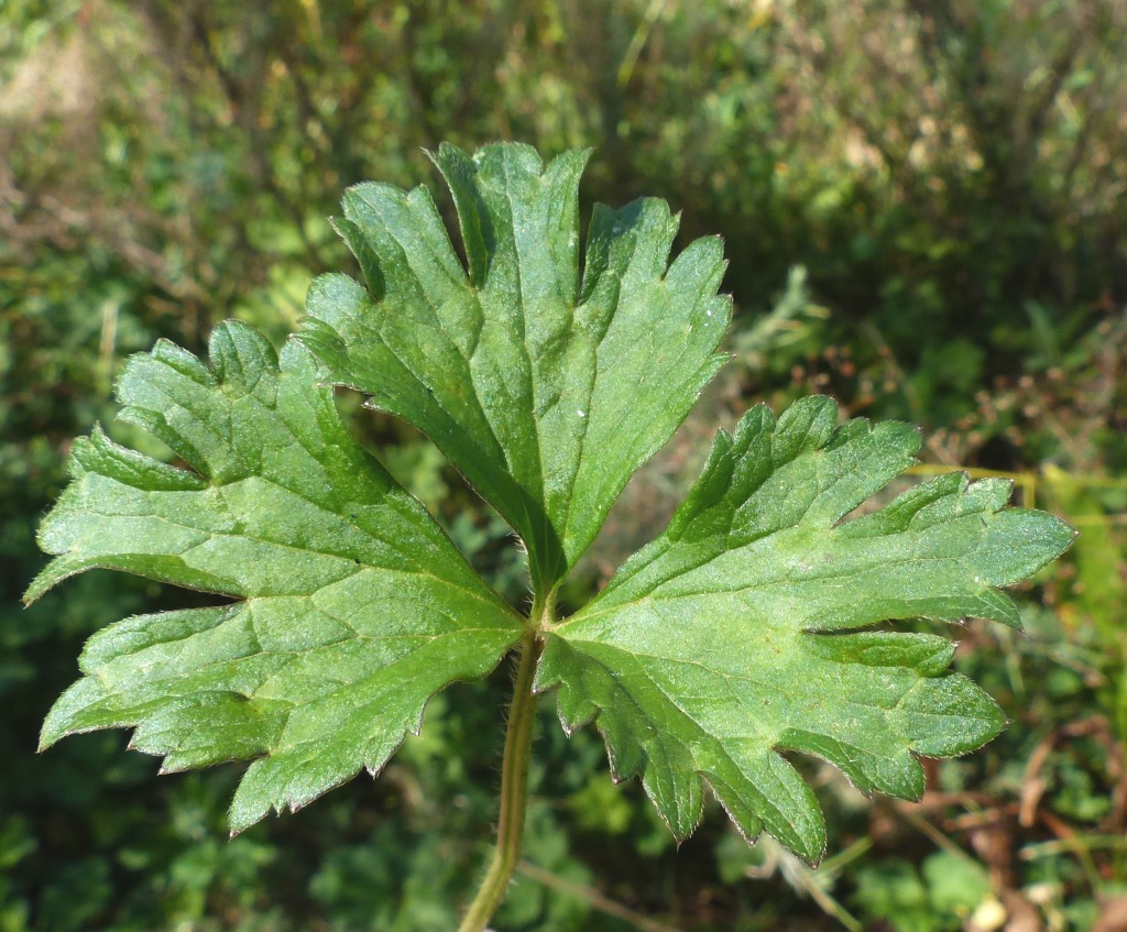 Ranunculus repens (hero image)