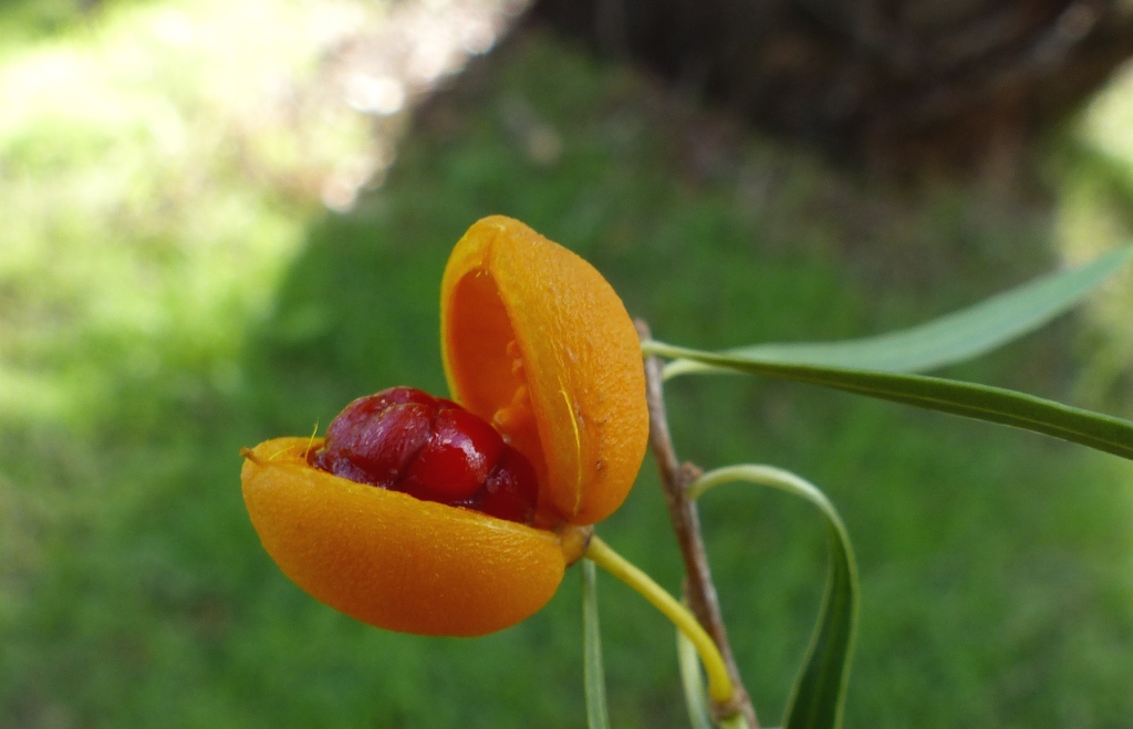 Pittosporum (hero image)