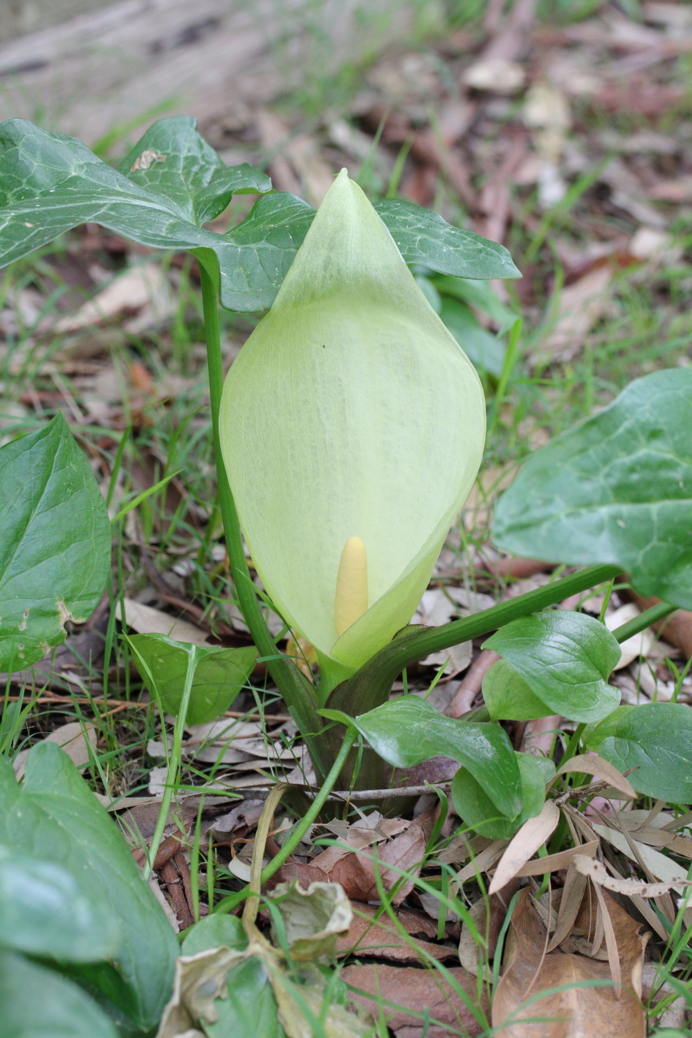 Arum italicum (hero image)