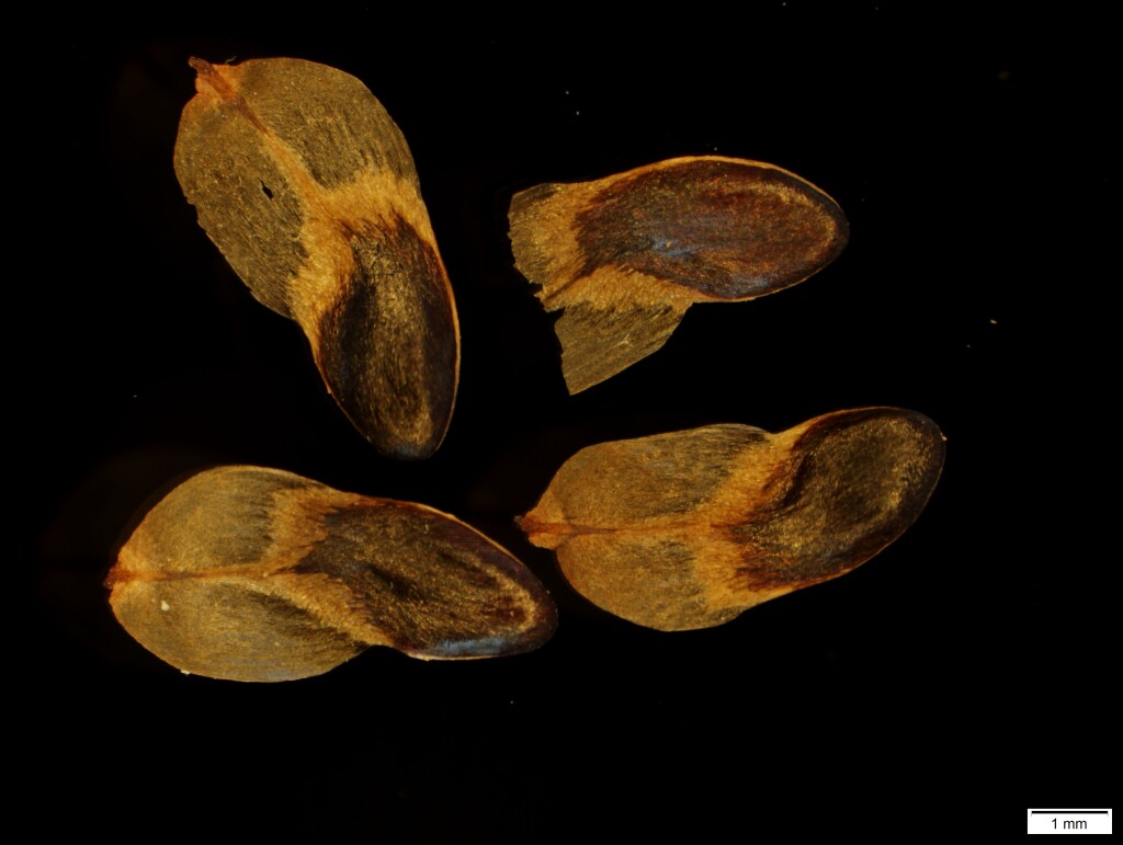 Allocasuarina grampiana (hero image)