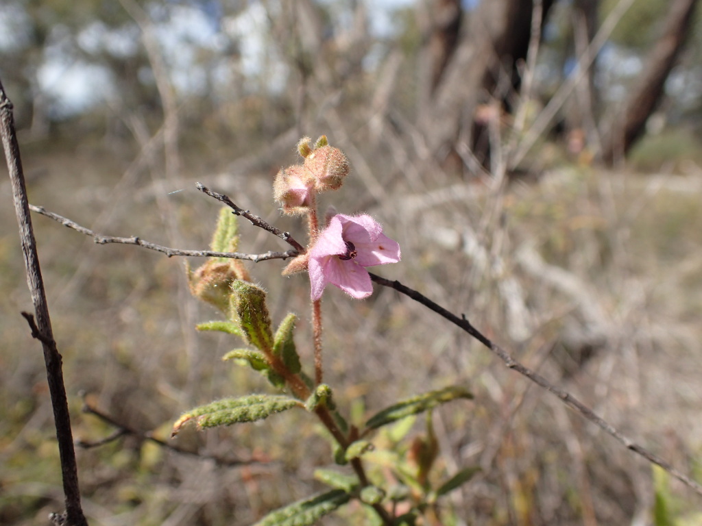 Thomasia petalocalyx (hero image)