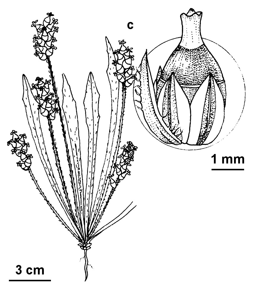 Plantago turrifera (hero image)