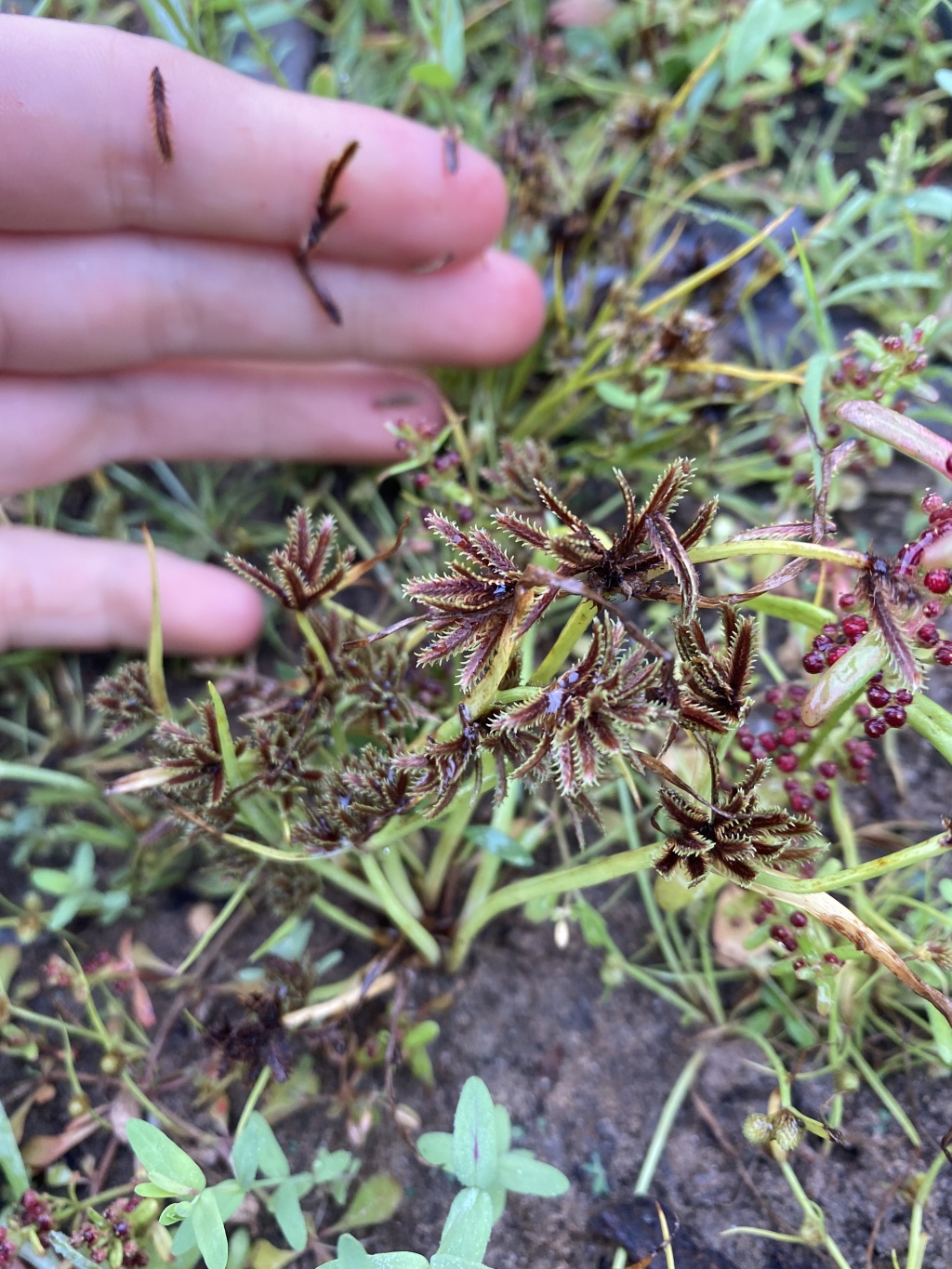 Cyperus squarrosus (hero image)