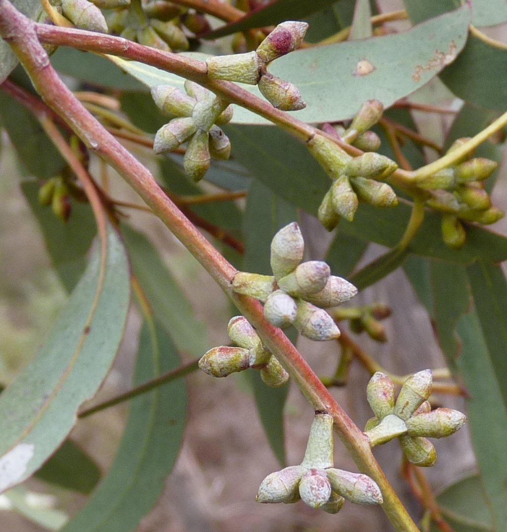 Eucalyptus nortonii (hero image)