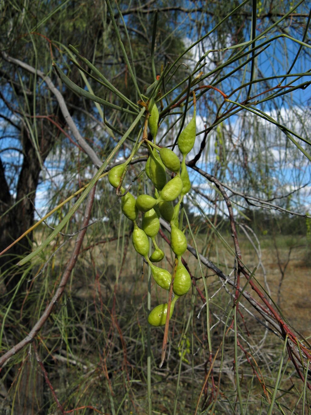 Acacia stenophylla (hero image)