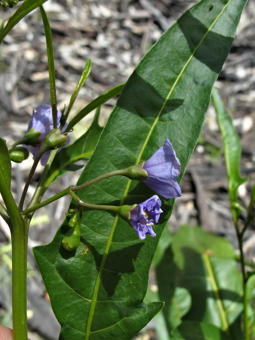 Solanum simile (hero image)