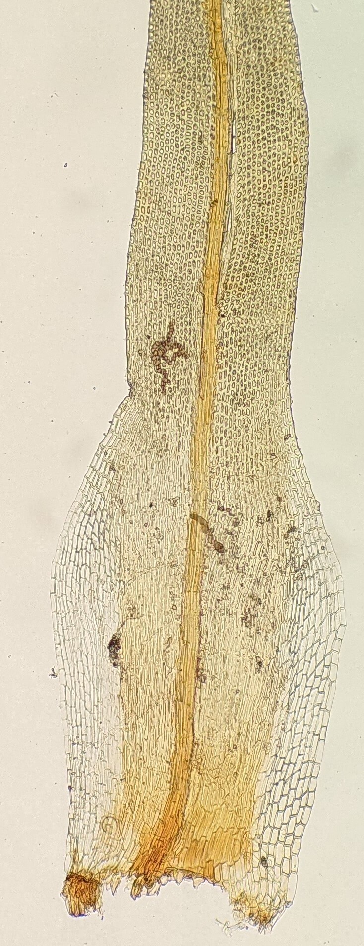 Ulota cochleata (hero image)