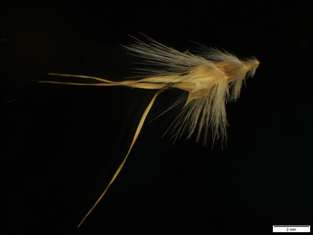 Rytidosperma auriculatum (hero image)