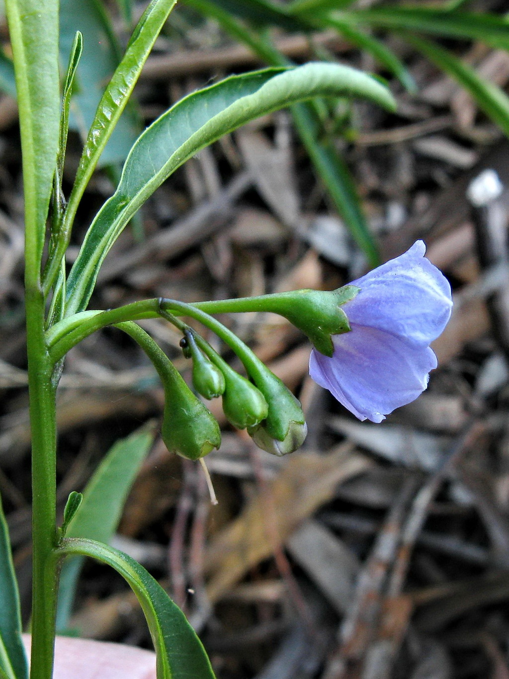 Solanum simile (hero image)