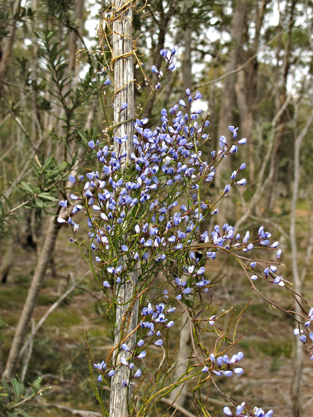 Comesperma volubile (hero image)