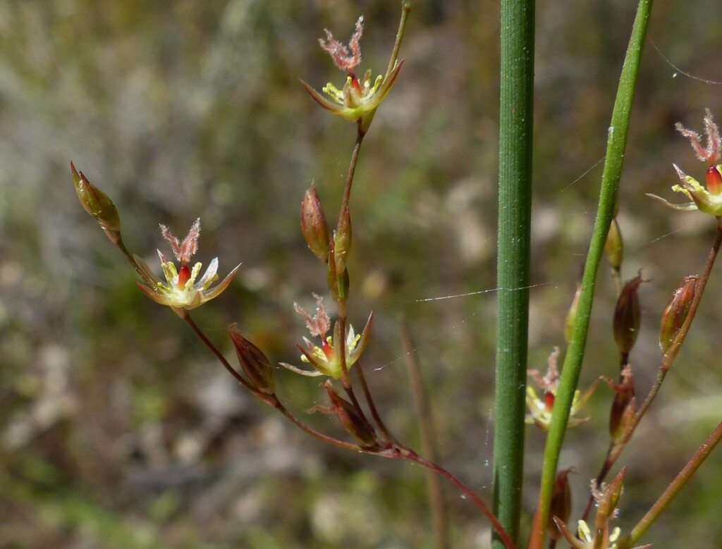 Juncus remotiflorus (hero image)
