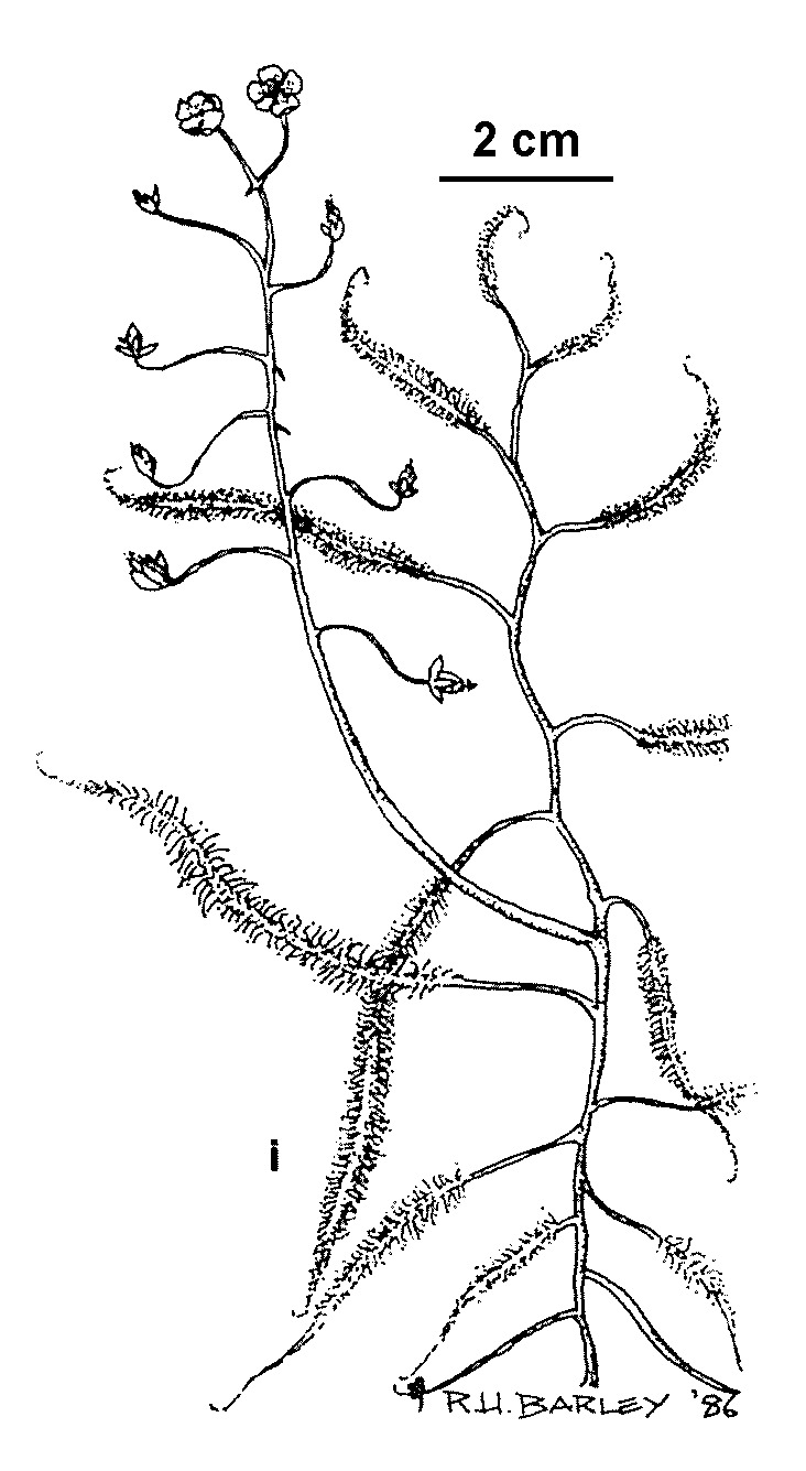 Drosera finlaysoniana (hero image)