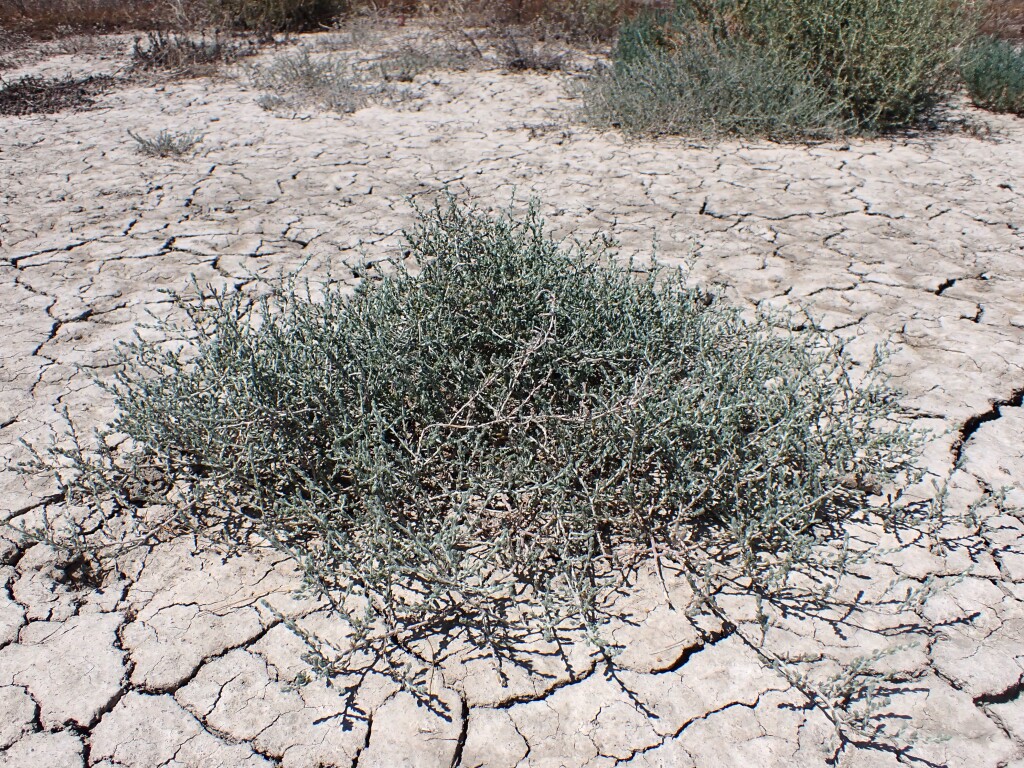 Sclerolaena stelligera (hero image)