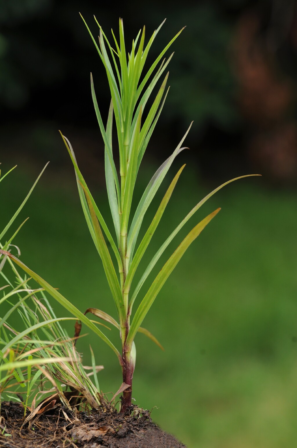 Liliaceae (hero image)