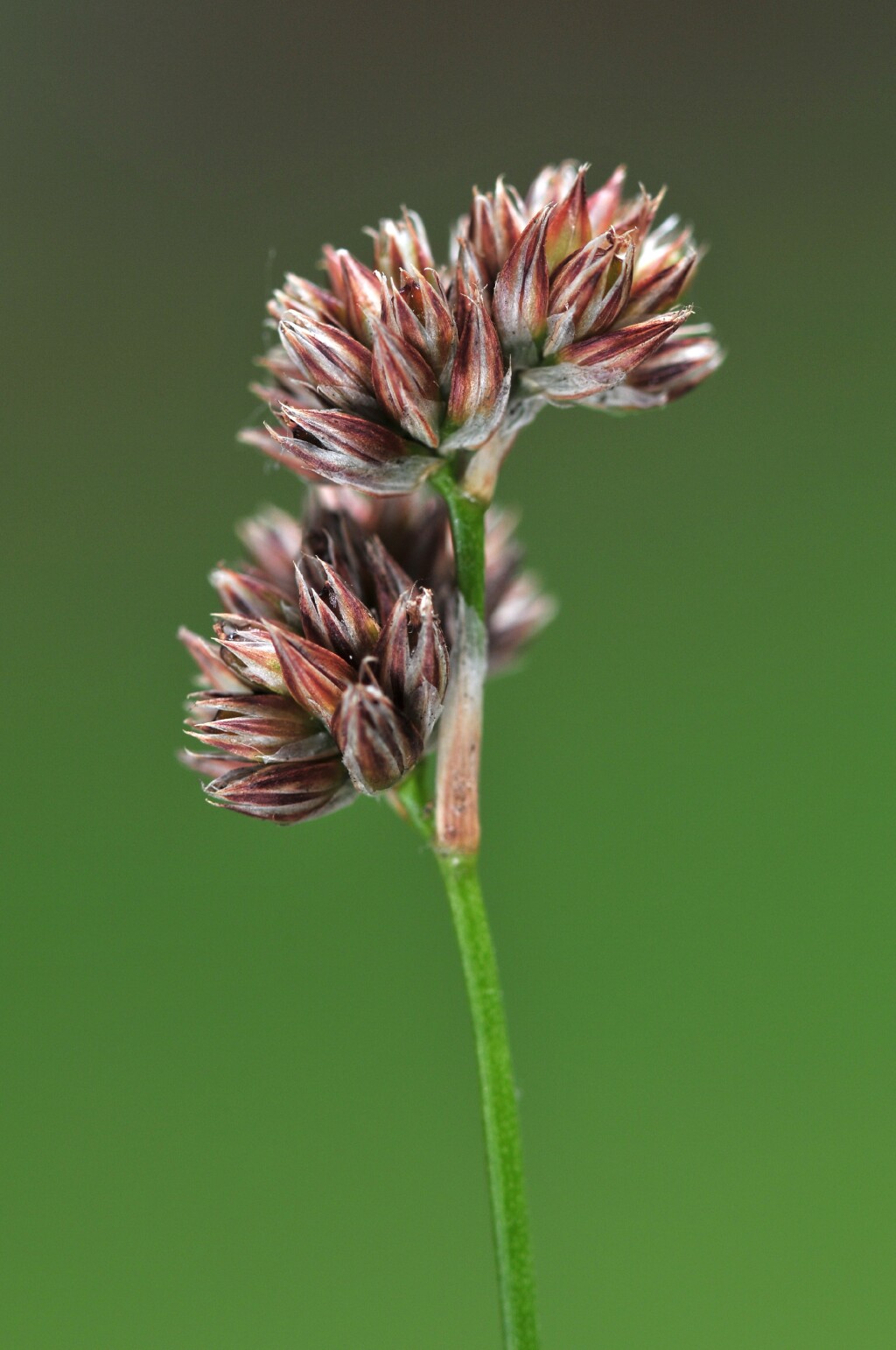 Juncus pallescens (hero image)