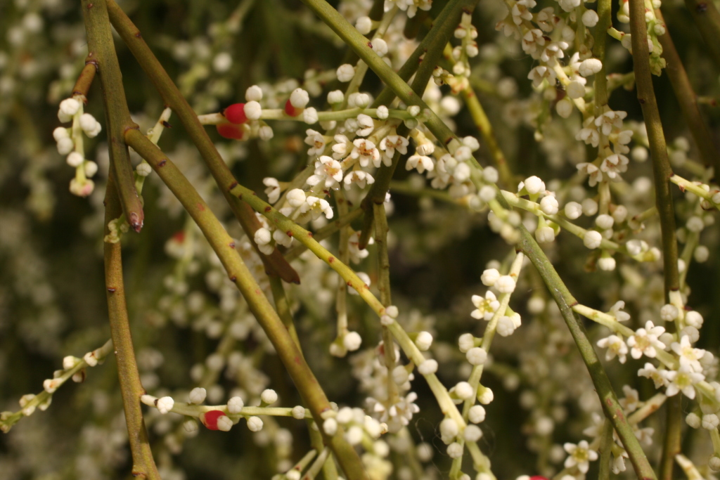 Leptomeria drupacea (hero image)