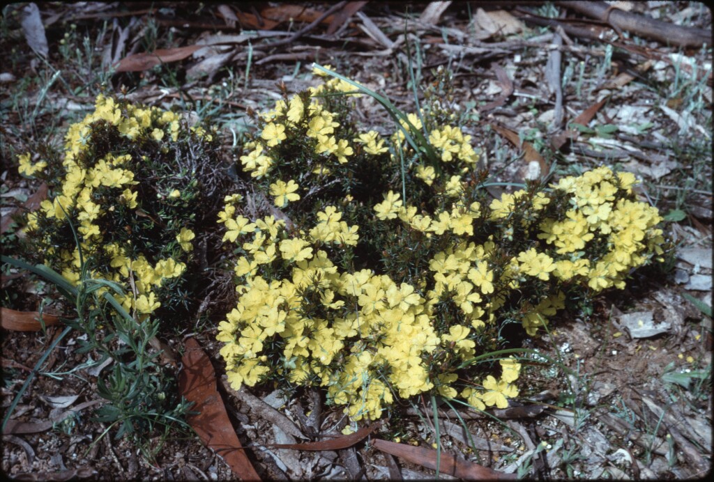 Hibbertia acicularis (hero image)