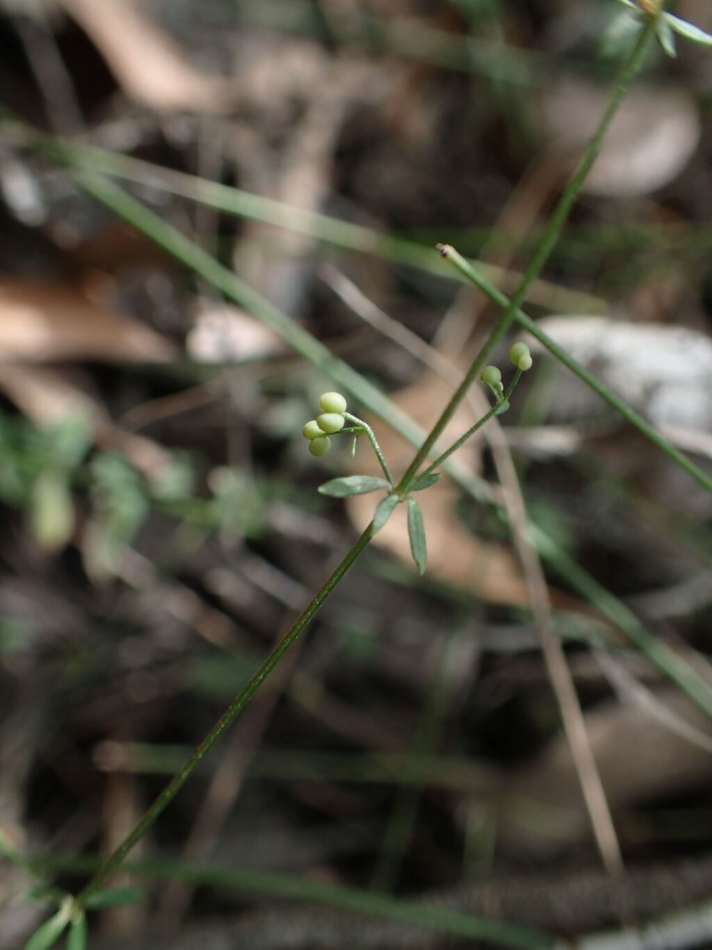 Galium binifolium subsp. conforme (hero image)