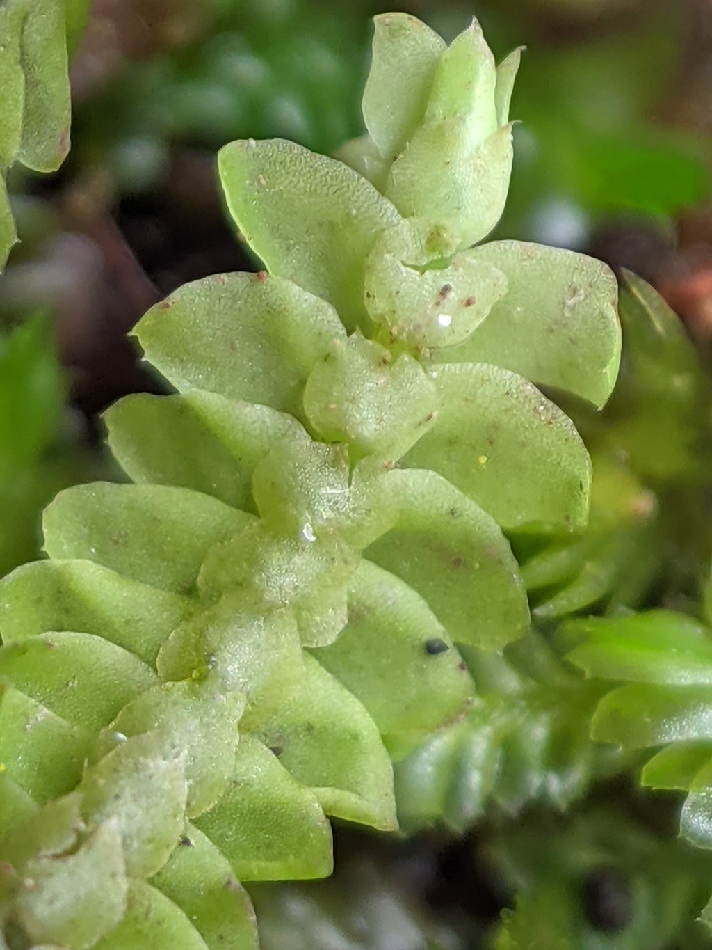Acrobolbaceae (hero image)